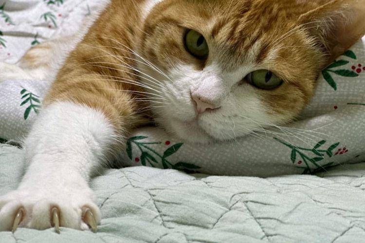 Kucing oranye menampakan cakarnya (pexels.com/Pexels User)