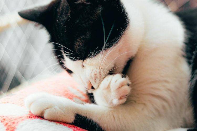 Kucing merawat cakarnya (pexels.com/Camilo Ospina)