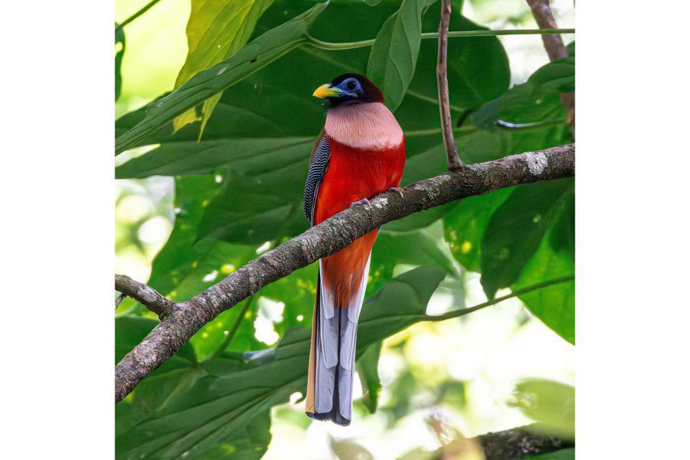 Philippine trogon (commons.wikimedia.or/Ivanathng)