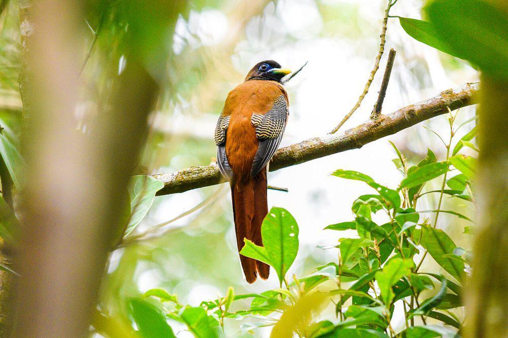 Philippine trogon (commons.wikimedia.or/EMMAN A. FORONDA)