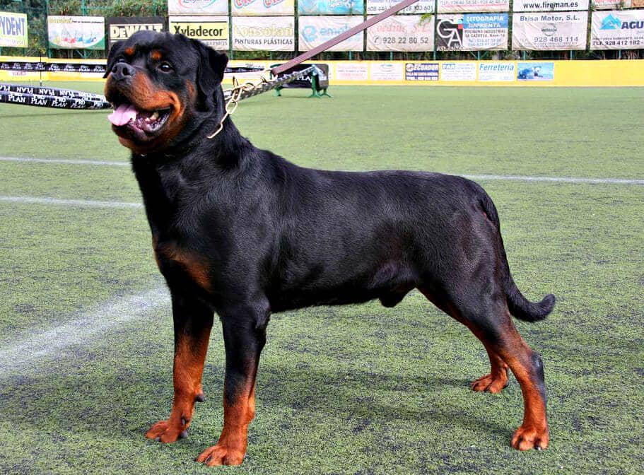 anjing rottweiler (commons.wikimedia.org/JUAN RAMON RODRIGUEZ SOSA)