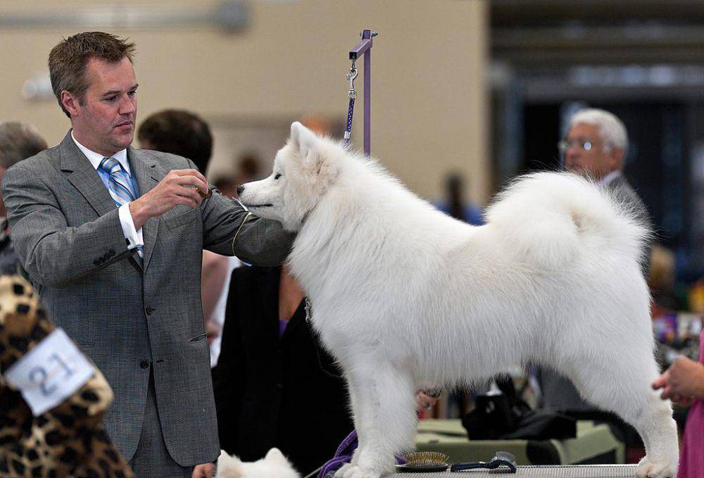 anjing samoyed (commons.wikimedia.org/SheltieBoy)