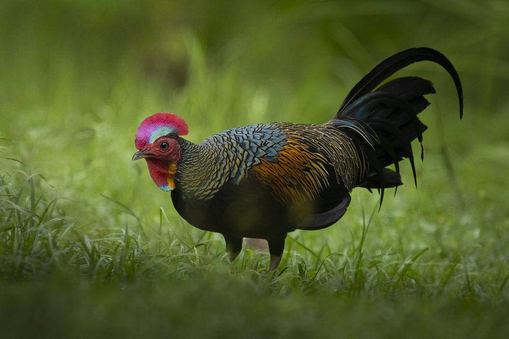 Ayam hutan hijau (commons.m.wikimedia.org/I Nyoman Suantara)