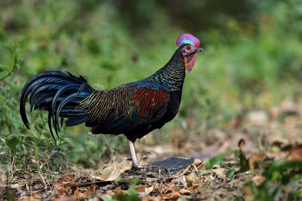 Ayam hutan hijau (commons.m.wikimedia.org/JJ Harrison)