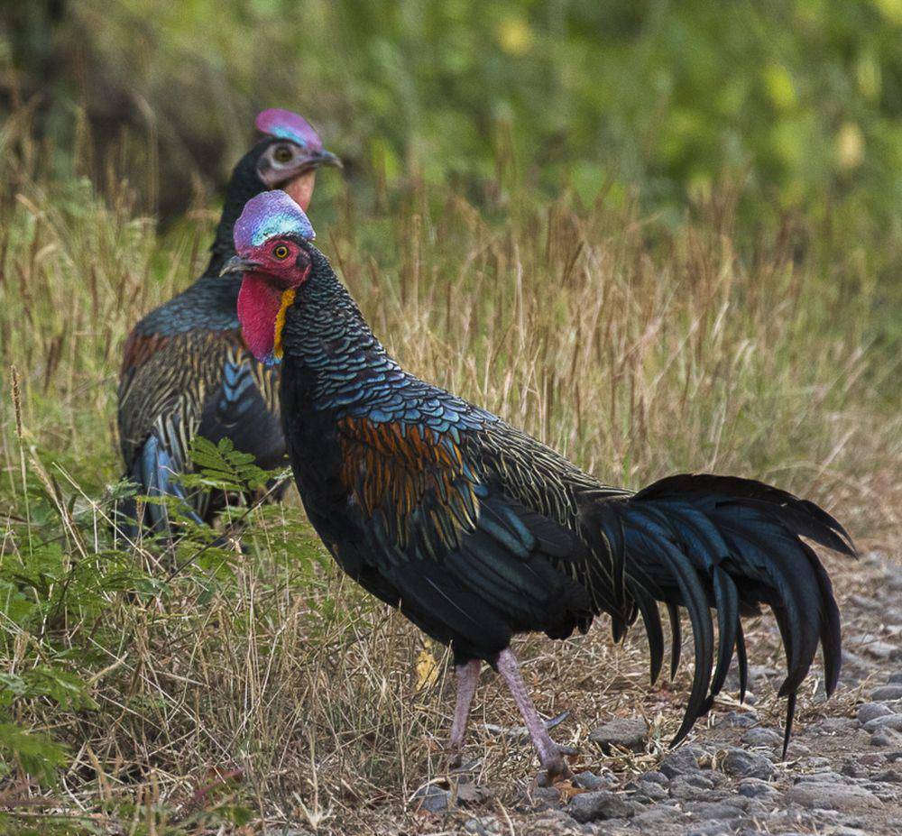 Ayam hutan hijau (commons.m.wikimedia.org/Francesco Veronesi)