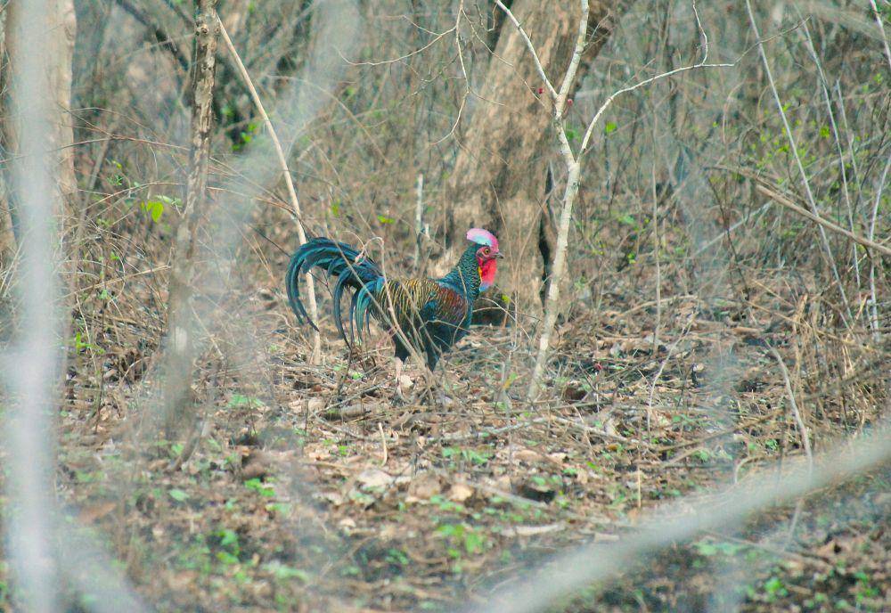 Ayam hutan hijau (commons.m.wikimedia.org/Andrea Christian)