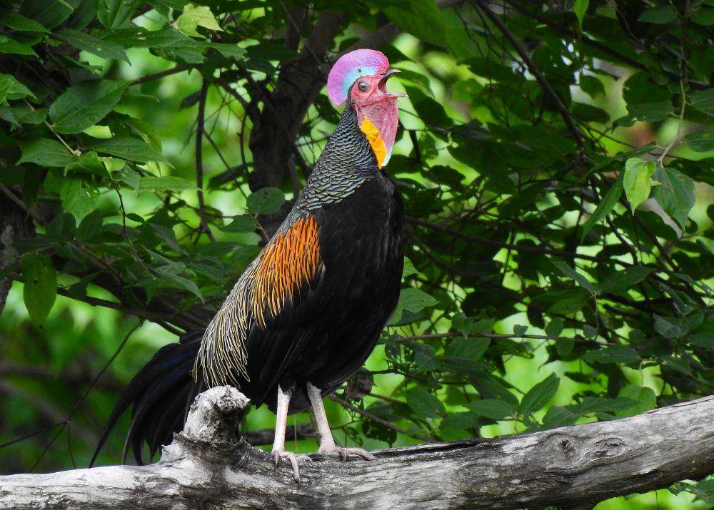Ayam hutan hijau (commons.m.wikimedia.org/Panji Gusti Akbar)