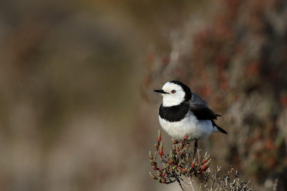 5 Fakta White-fronted Chat, Punya Banyak Julukan karena Penampilannya