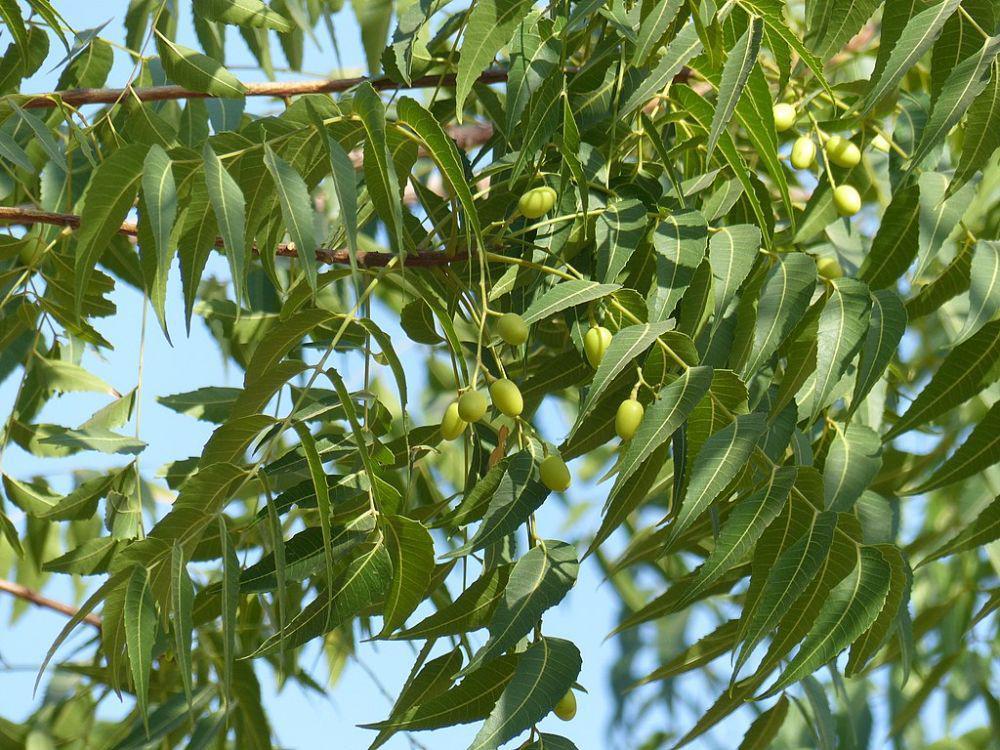Azadirachta indica A. Juss (commons.wikimedia.org/Dinesh Valke)