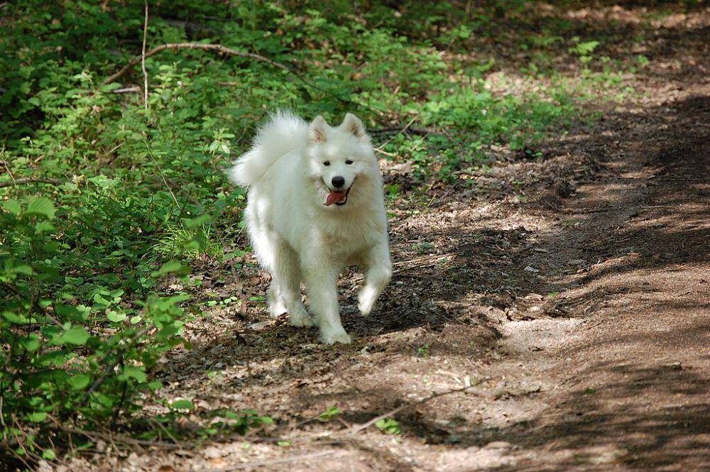anjing samoyed (commons.wikimedia.org/Mihai Guzu)