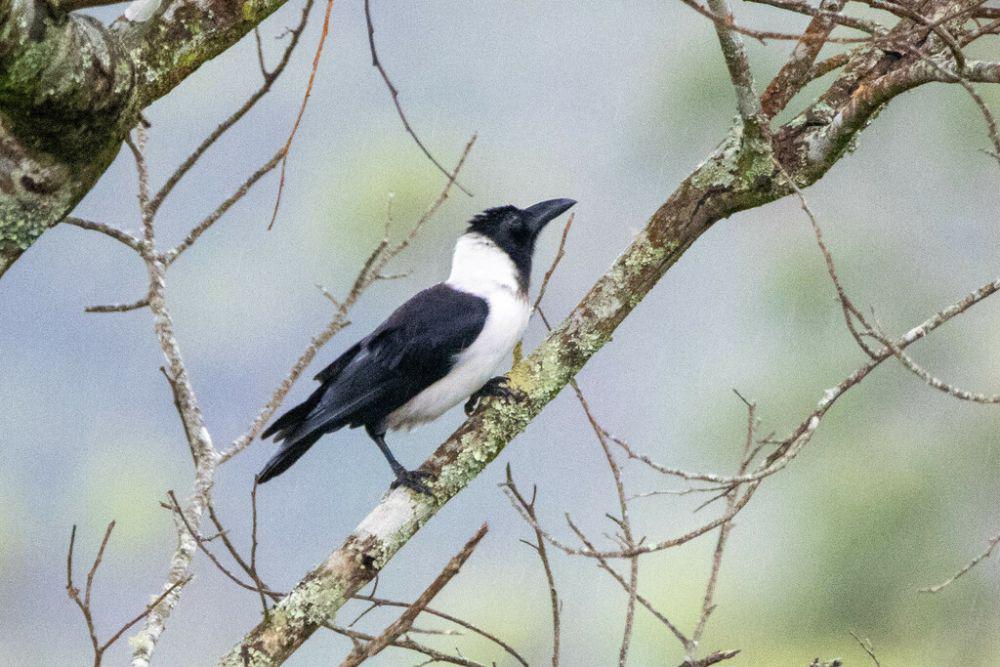 5 Fakta Menarik Gagak Sulawesi, Spesies Endemik dari Celebes