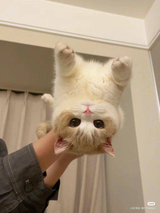 potret lucu kucing diangkat oleh dua tangan hooman (x.com/nocontextscats)