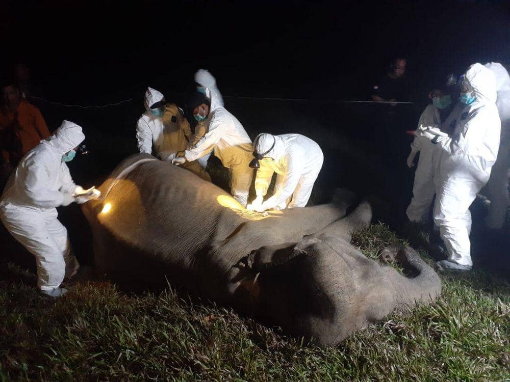 Bunga, Gajah Betina Mati di Taman Nasional Way Kambas