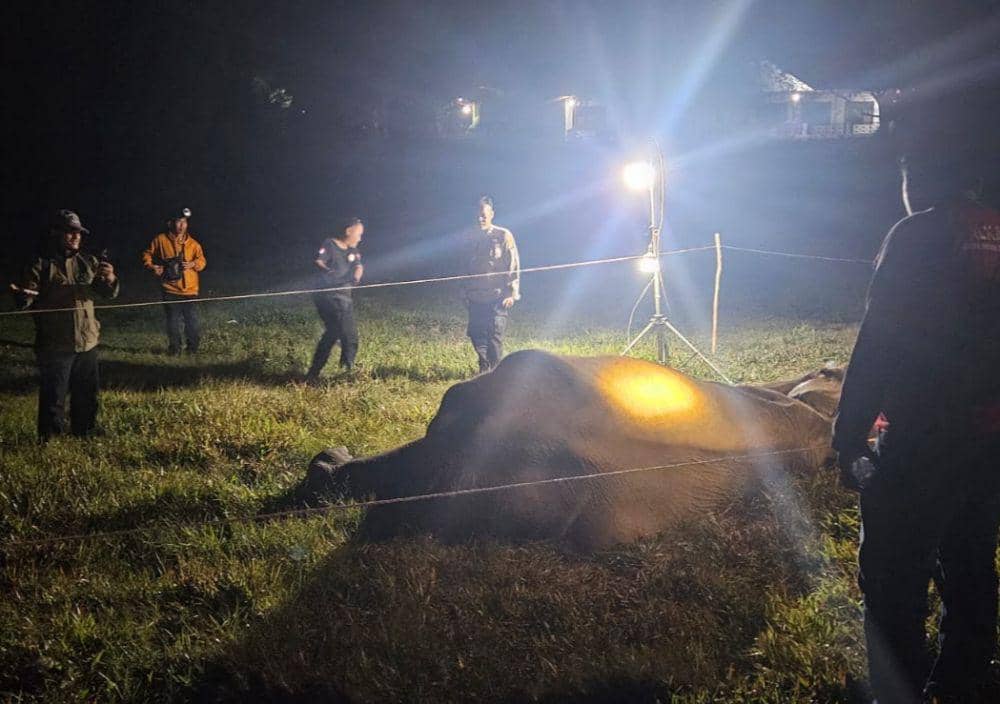 Penampakan gajah Sumatera betina Bunga mati di TNWK Lampung Timur. (Dok. Polres Lampung Timur)?