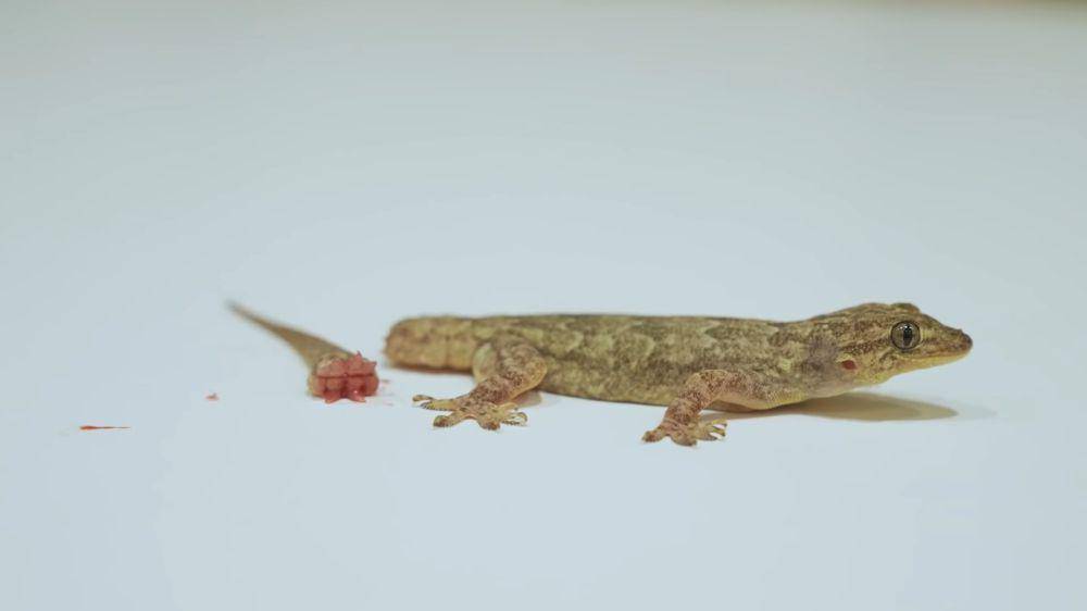 Autotomi (youtube.com/Science Magazine)
