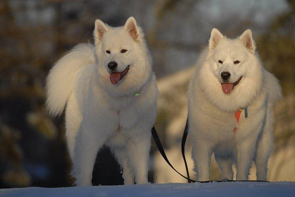 anjing samoyed (commons.wikimedia.org/Rebrown22)