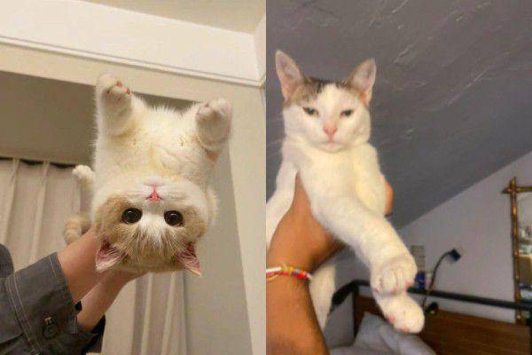 kolase potret lucu kucing diangkat oleh dua tangan hooman (x.com/nocontextscats I reddit.com/BirdLov3r)