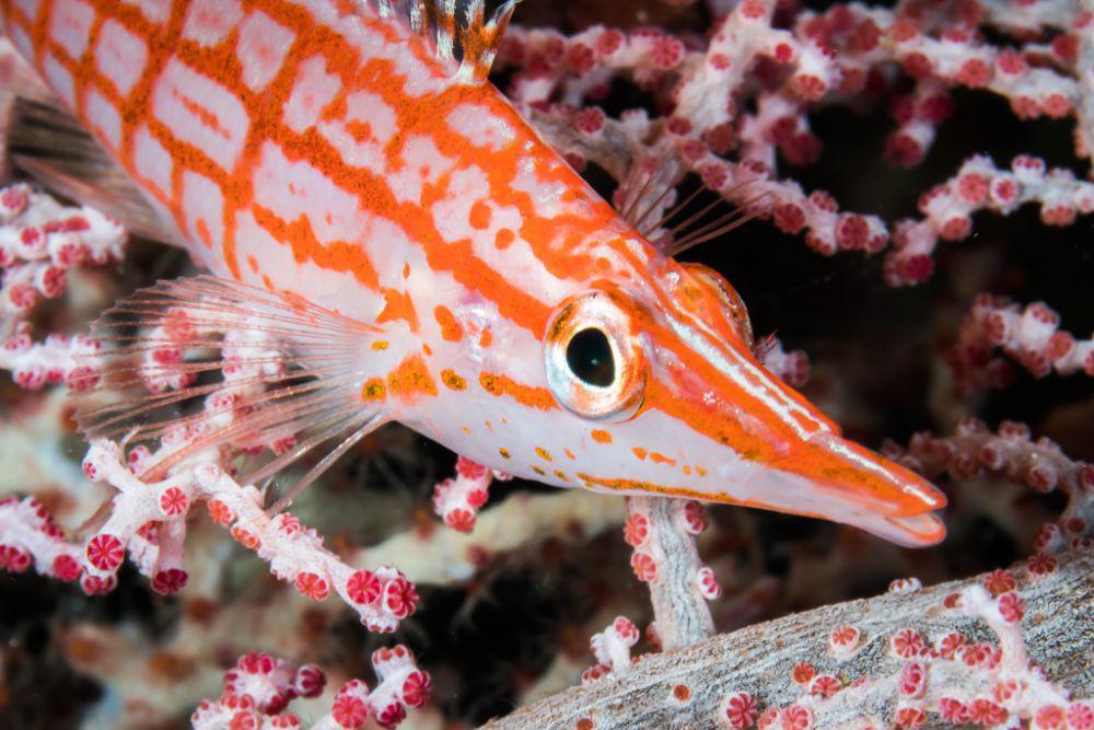 Longnose Hawkfish (inaturalist.org/David R)