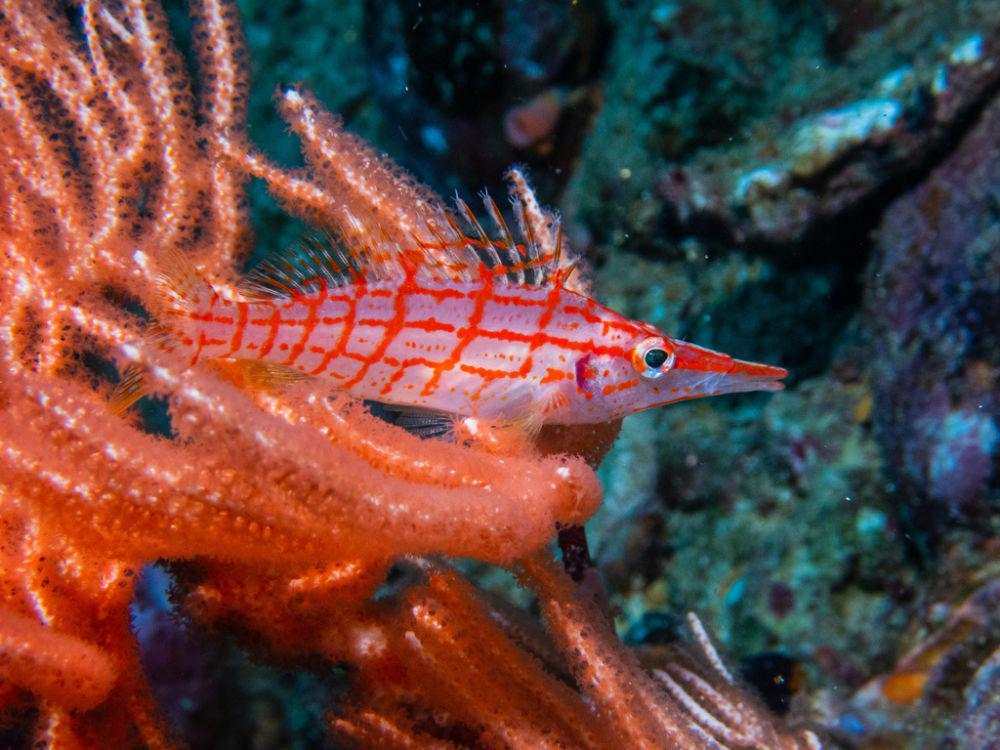 Longnose Hawkfish (inaturalist.org/Juan Felipe Lazarus)