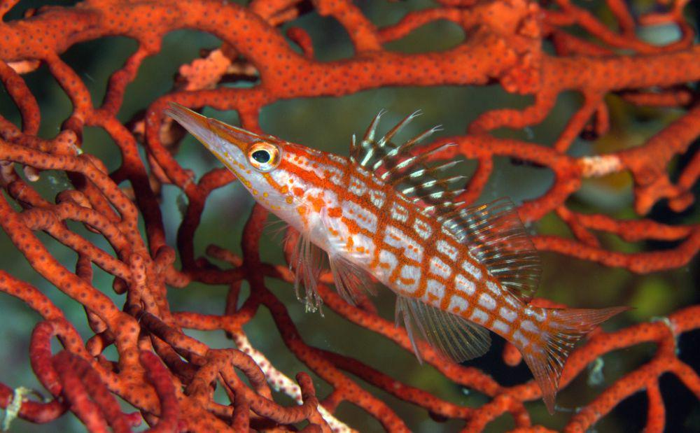 Longnose Hawkfish (inaturalist.org/craigjhowe)