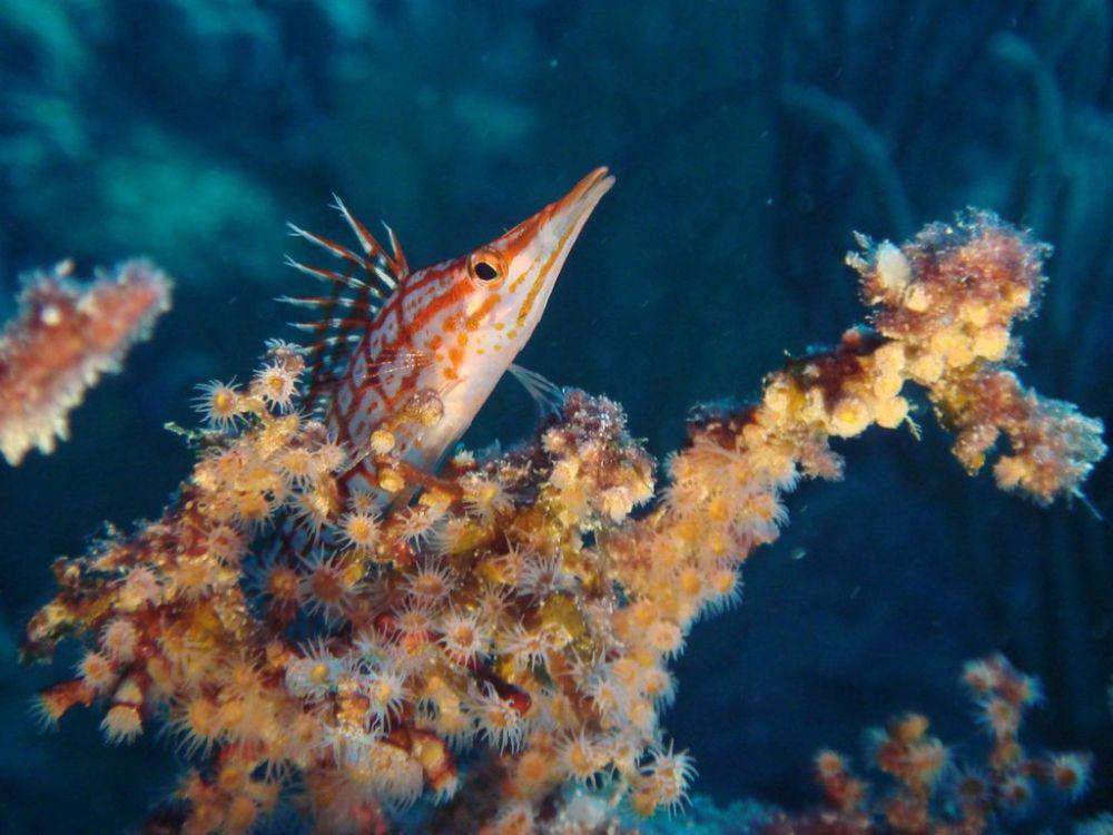 Longnose Hawkfish (inaturalist.org/juju98)