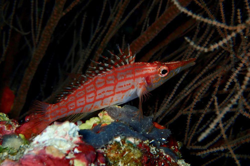 Longnose Hawkfish (inaturalist.org/Amanda Johnston)