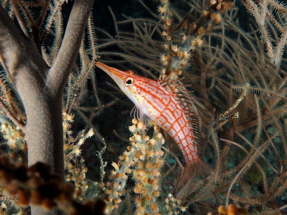 Longnose Hawkfish (inaturalist.org/Dennis Rabeling)