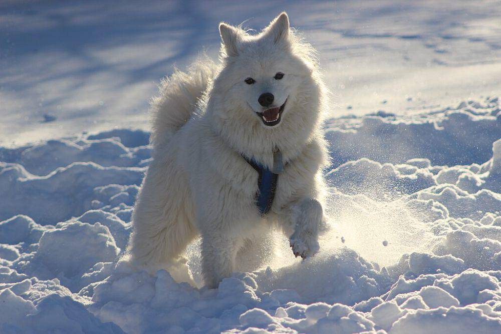 anjing samoyed (commons.wikimedia.org/Johnjptraynor)
