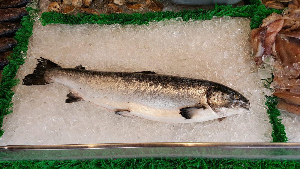 ilustrasi ikan salmon (pixabay.com/DCChefAnna)