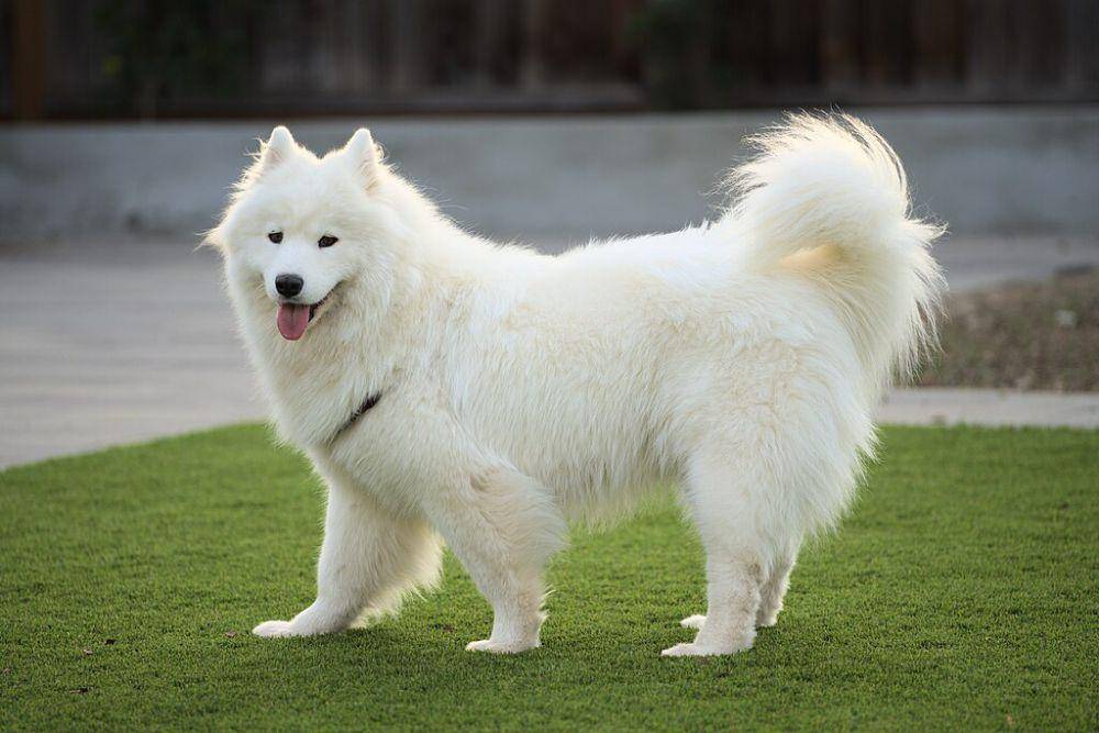 anjing samoyed (commons.wikimedia.org/Dllu)