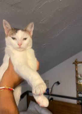 potret lucu kucing diangkat oleh dua tangan hooman (x.com/nocontextscats)
