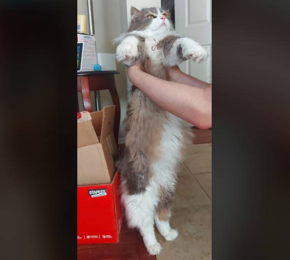potret lucu kucing diangkat oleh dua tangan hooman (reddit.com/drinkingcarrots)