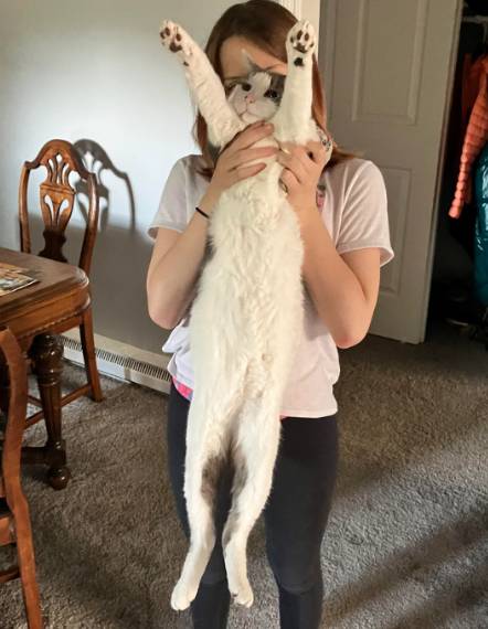 potret lucu kucing diangkat oleh dua tangan hooman (reddit.com/Jld114)