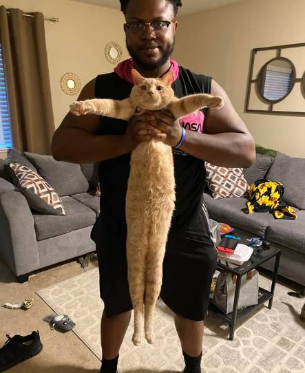 potret lucu kucing diangkat oleh dua tangan hooman (reddit.com/Bid325)