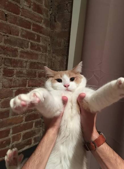 potret lucu kucing diangkat oleh dua tangan hooman (reddit.com/x0mystic)