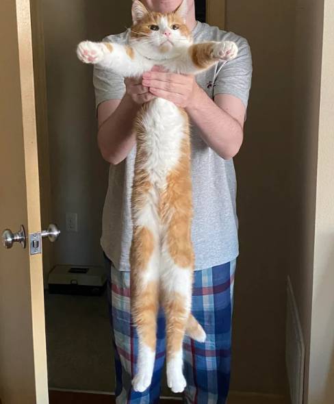 potret lucu kucing diangkat oleh dua tangan hooman (reddit.com/-discoduck-)