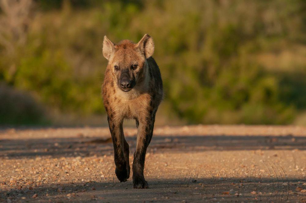 5 Fakta Ilmiah Mengenai Proses Berburu yang Dilakukan Hyena
