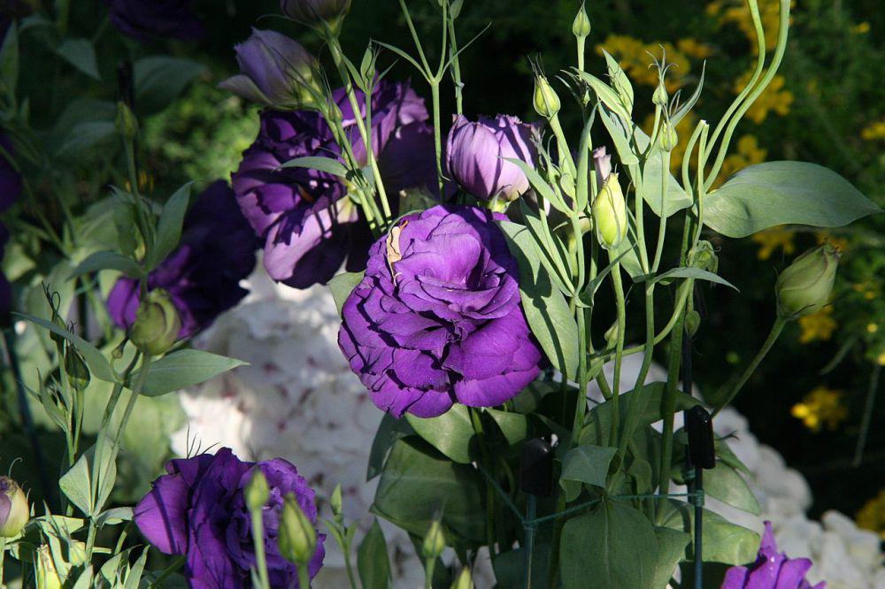 lisianthus (commons.wikimedia.org/David J. Stang)