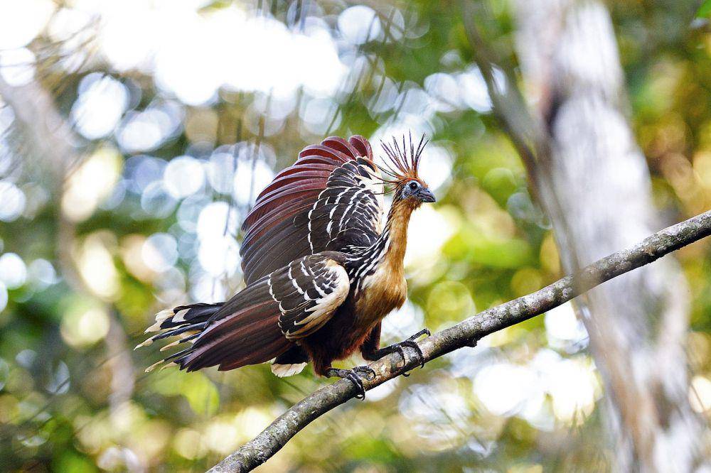 Burung Hoatzin (commons.wikimedia.org/Napowildlifecenter)