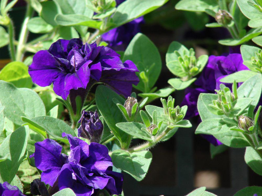 petunia (commons.wikimedia.org/Forest and Kim Starr)
