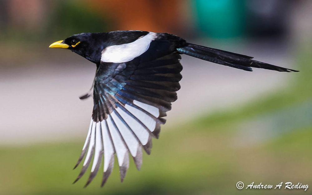 6 Fakta Burung Yellow-billed Magpie, Paling Anti Membuat Sarang!