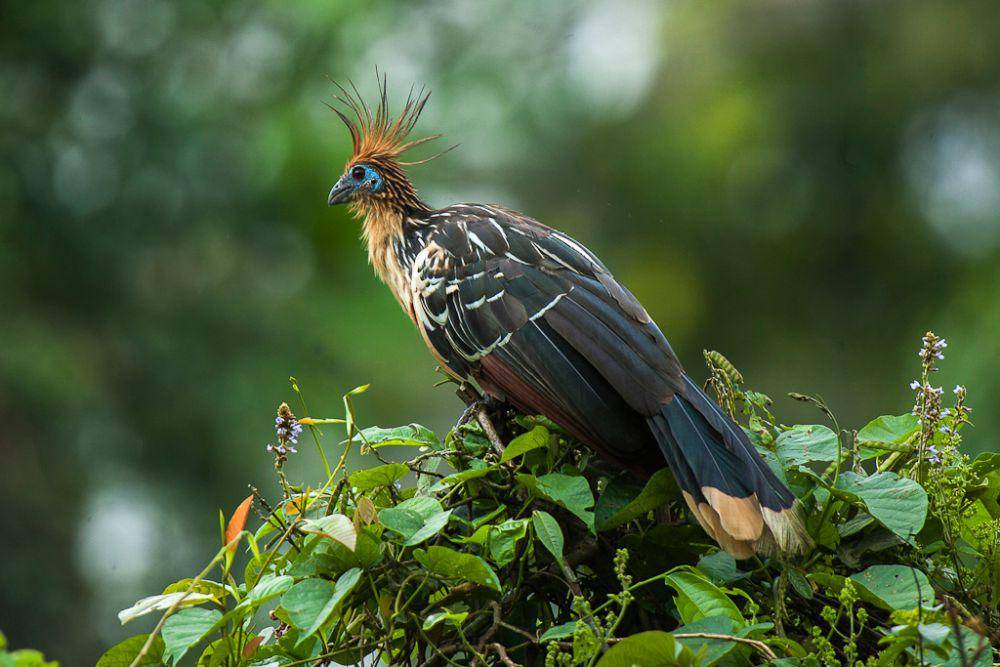 Burung Hoatzin (commons.wikimedia.org/Francesco Veronesi)