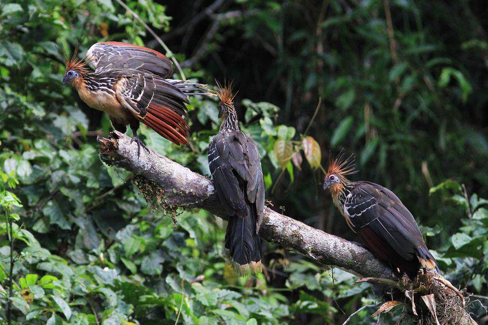 Burung Hoatzin (commons.wikimedia.org/Judy Gallagher)