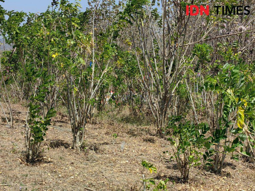 Tanaman jenis Gamal (Gliricidia sepium) yang ditanam di kawasan Puncak Patra, Desa Sarimulyo, Kemusu. (IDN Times/Larasati Rey)