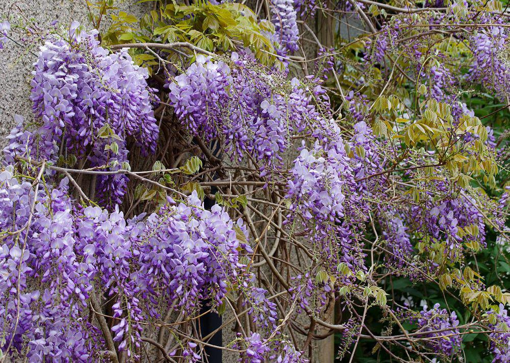 bunga wisteria (commons.wikimedia.org/Matt Buck)