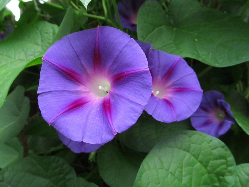 morning glory (commons.wikimedia.org/Cbaile19)