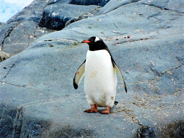 ilustrasi penguin (unsplash.com/Jay Ruzesky)