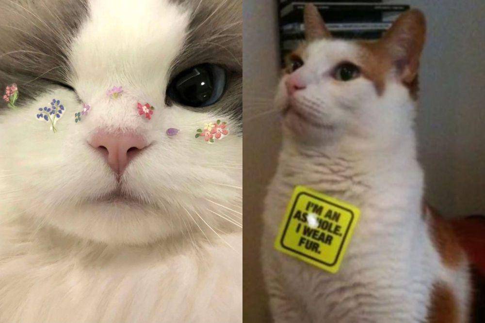 kolase potret lucu stiker menempel di kucing (x.com/Catsillyness I reddit.com/phoenixvc)