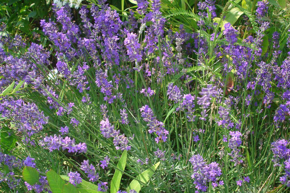 lavender (commons.wikimedia.org/Sanja565658)
