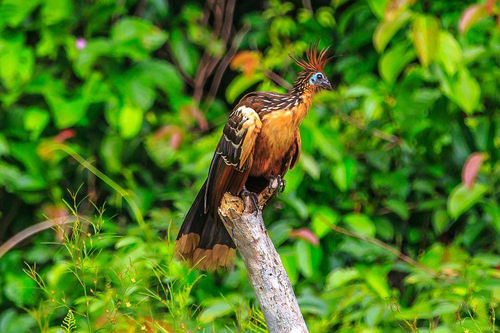 Burung Hoatzin (commons.wikimedia.org/Murray Foubister)